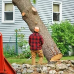 Beginners Guide to Tree Removal Marketing