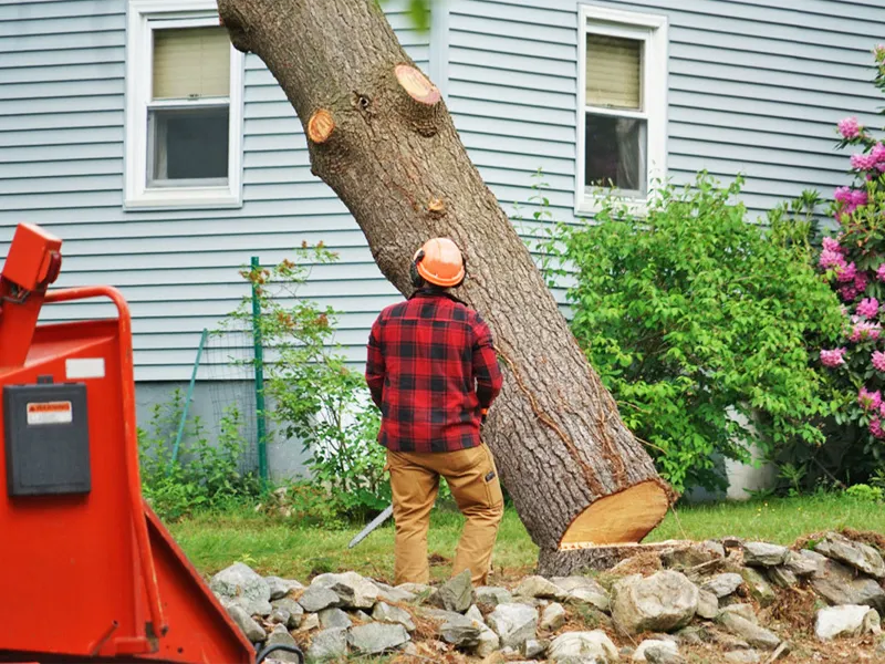 Beginners Guide to Tree Removal Marketing